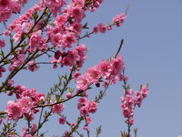 09ピンクの桜.jpg