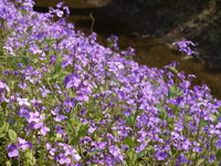 09紫のお花.jpg