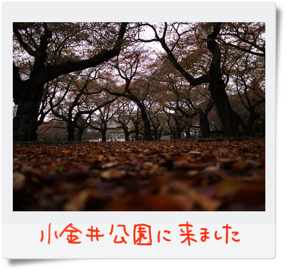 すっかり秋の気配の小金井公園.jpg
