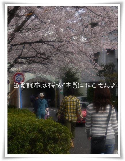 桜の田園調布をお散歩.jpg