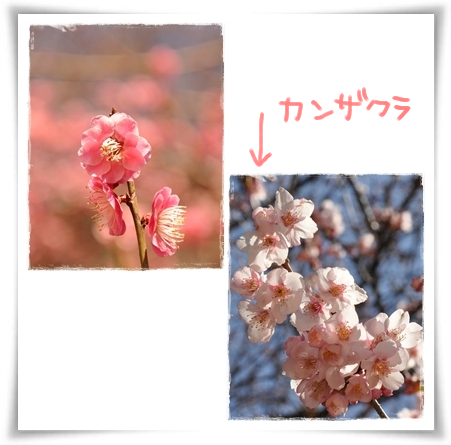 梅と寒桜.jpg