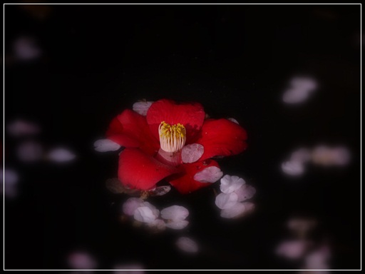 椿と花びら.jpg