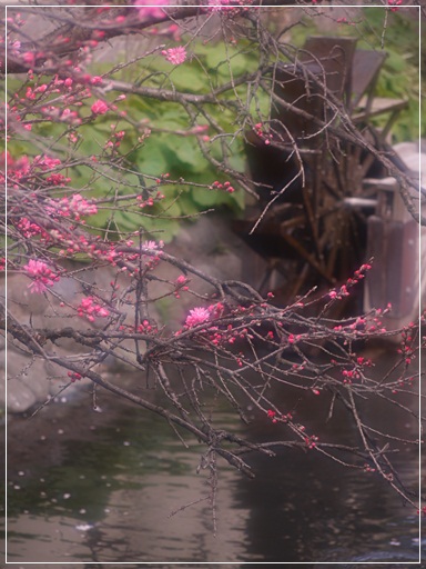 水車と桜.jpg