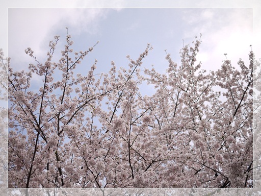 降ってってきそうな桜.jpg